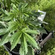 26 Amnesia Haze Fast