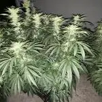 25 Lemon Cream Kush