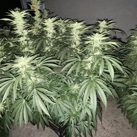 25 Lemon Cream Kush