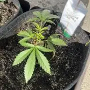 26 Gorilla Cookies Fast