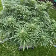 26 Gorilla Cookies Fast