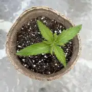 Gorilla Cookies Fast