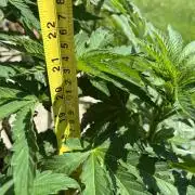 26 Amnesia Haze Fast