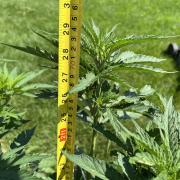 26 Gorilla Cookies Fast