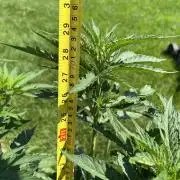 26 Gorilla Cookies Fast