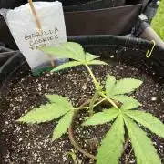26 Gorilla Cookies Fast
