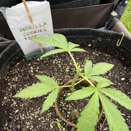 26 Gorilla Cookies Fast