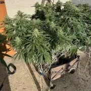 26 Gorilla Cookies Fast