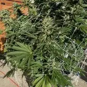 26 Amnesia Haze Fast