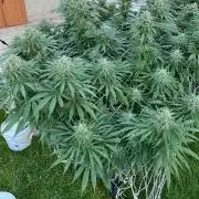 26 Gorilla Cookies Fast