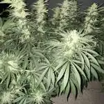 25 Lemon Cream Kush