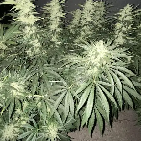 25 Lemon Cream Kush