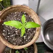 Gorilla Cookies Fast