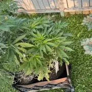 26 Amnesia Haze Fast
