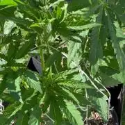 26 Amnesia Haze Fast