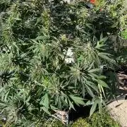 26 Gorilla Cookies Fast