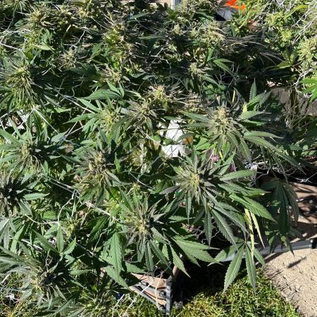26 Gorilla Cookies Fast