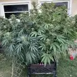 25 Tropicana Cookies Fast
