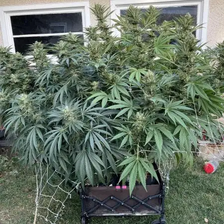 25 Tropicana Cookies Fast