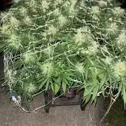 26 Gorilla Cookies Fast