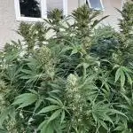 25 Tropicana Cookies Fast