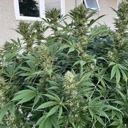 25 Tropicana Cookies Fast