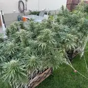 26 Amnesia Haze Fast