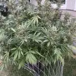 25 Tropicana Cookies Fast