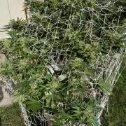 26 Amnesia Haze Fast