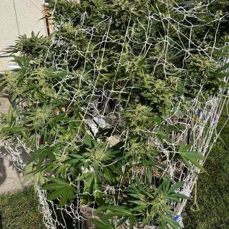 26 Amnesia Haze Fast