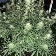 26 Purple Ghost Candy