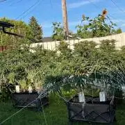 26 Gorilla Cookies Fast