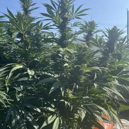 25 Tropicana Cookies Fast