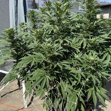 25 Tropicana Cookies Fast