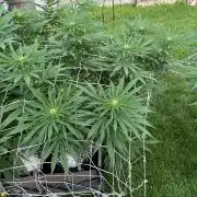 26 Gorilla Cookies Fast