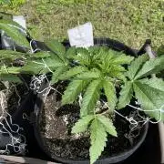 26 Amnesia Haze Fast