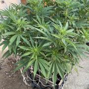 26 Gorilla Cookies Fast