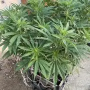 26 Gorilla Cookies Fast