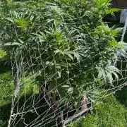 26 Amnesia Haze Fast