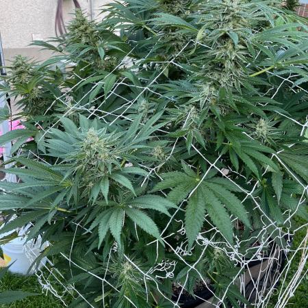 26 Amnesia Haze Fast