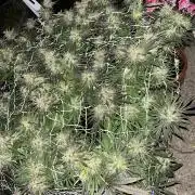 26 Gorilla Cookies Fast