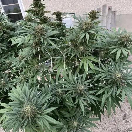 25 Sunday Punch EV
