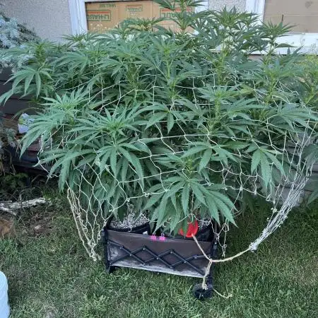 25 Tropicana Cookies Fast