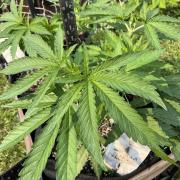 26 Gorilla Cookies Fast