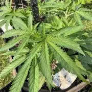 26 Gorilla Cookies Fast