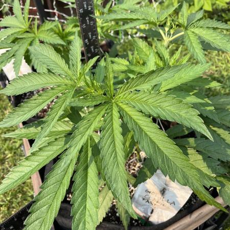 26 Gorilla Cookies Fast