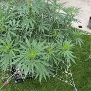 26 Purple Ghost Candy