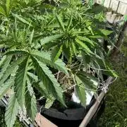 26 Gorilla Cookies Fast