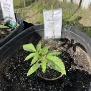 26 Amnesia Haze Fast
