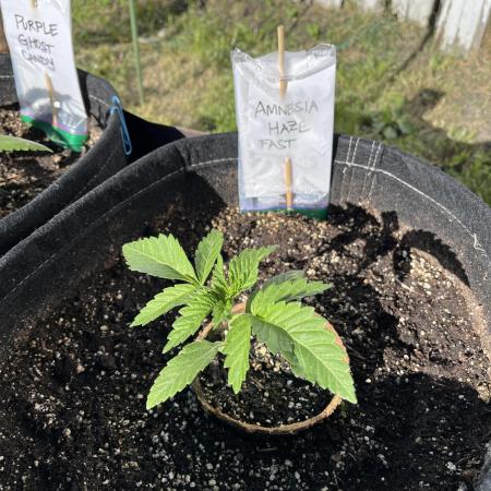 26 Amnesia Haze Fast